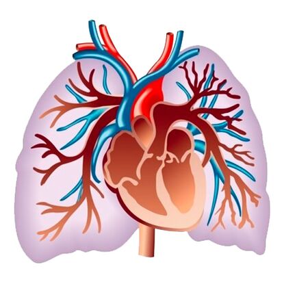 Efecto de Pulsaactive sobre el sistema cardiovascular.